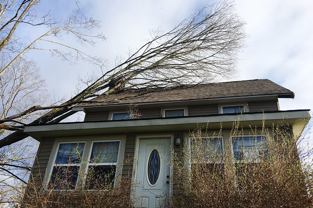 house-damage-restoration a tree fallen on a houses roof after a wind storm