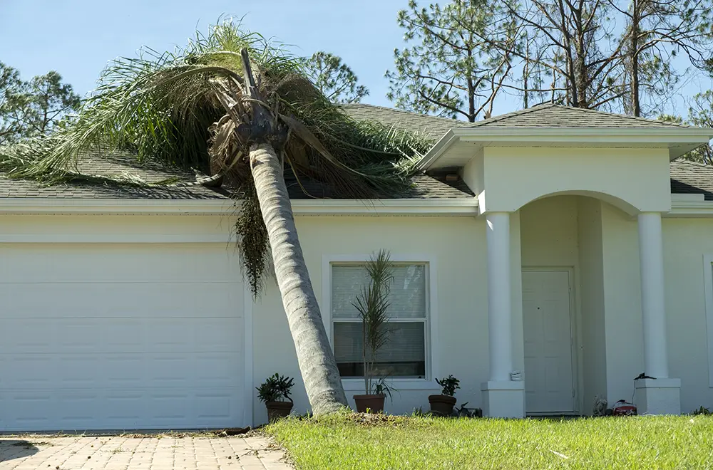 home-wind-damage a tree fallen on the roof of a house