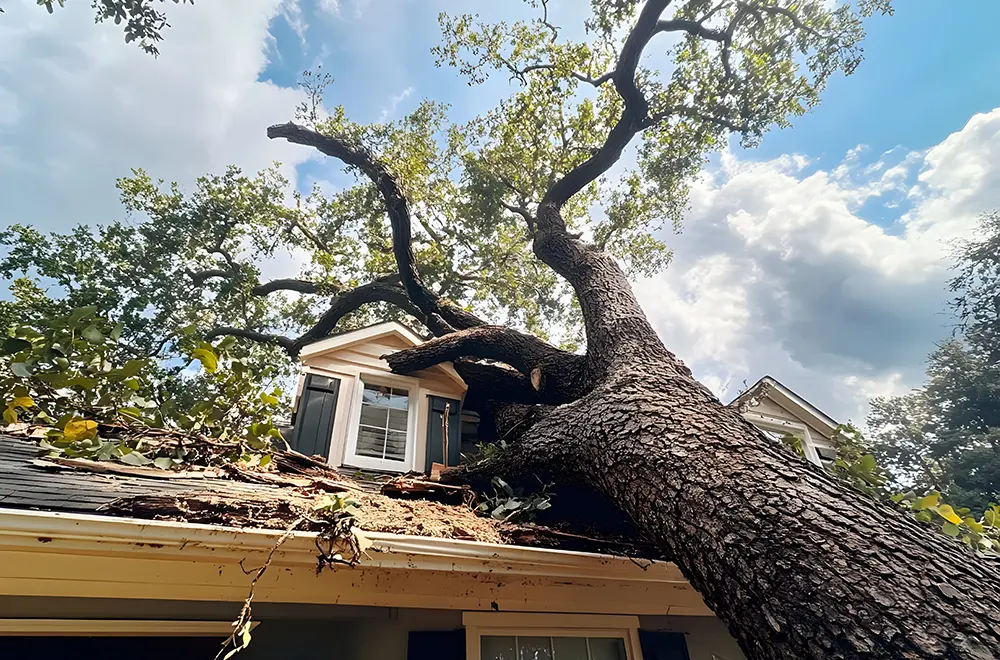 debris-house
