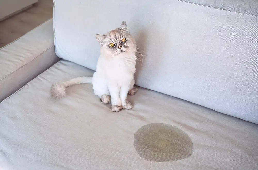 cat next to its urine