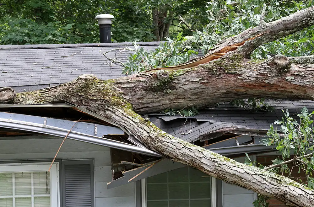 storm-damage-restoration fallen tree on a house