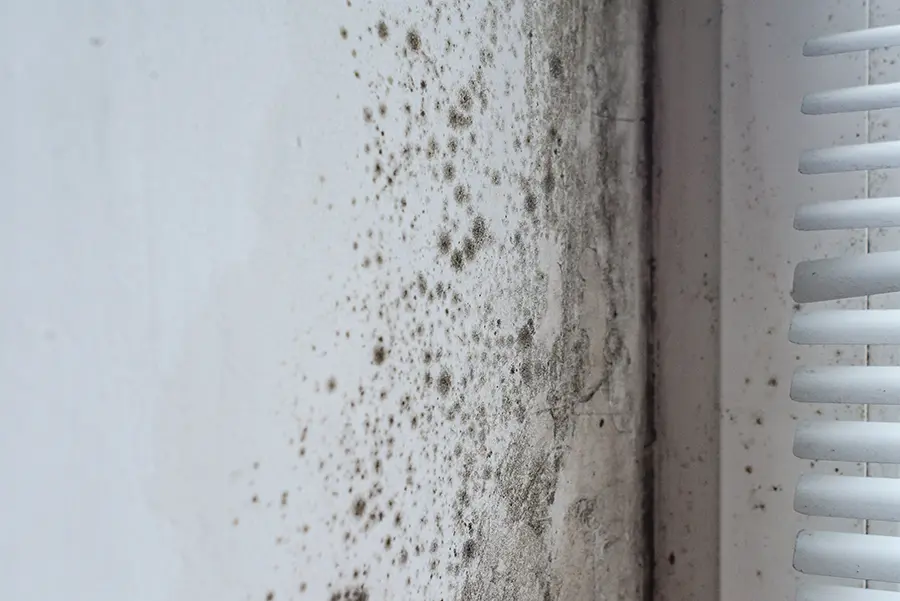 mold on a wall