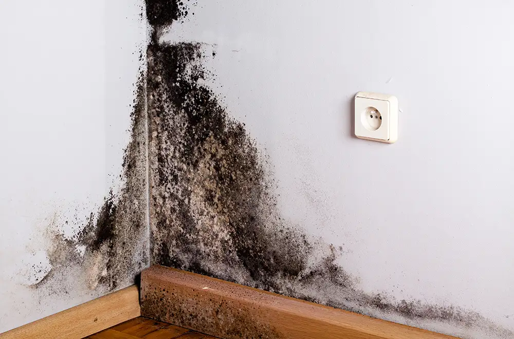 mold-on-the-wall mold on the wall