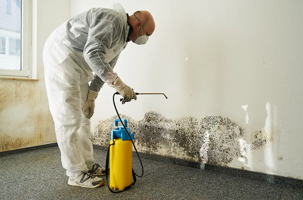 mold-remidy mold-remidy