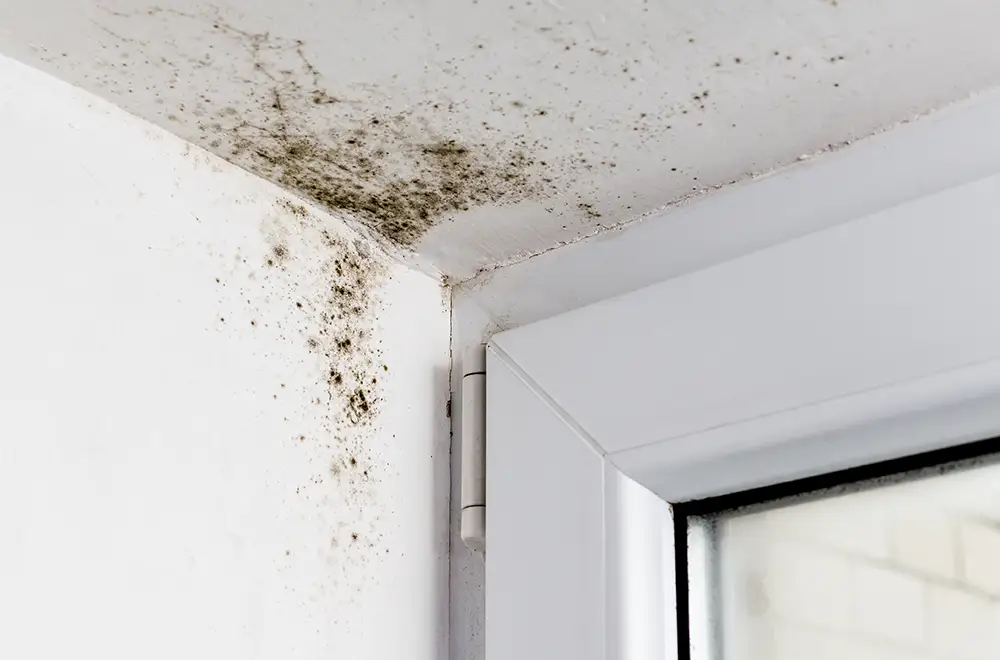 mold on the ceiling