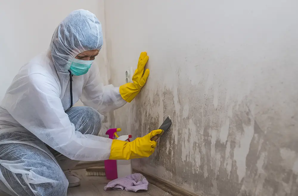 removal mold on a wall