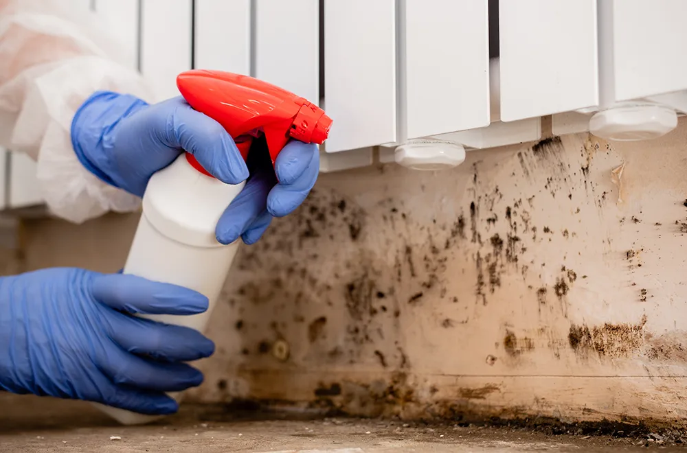 checmical-free-products using non harmful chemicals on a wall with mold