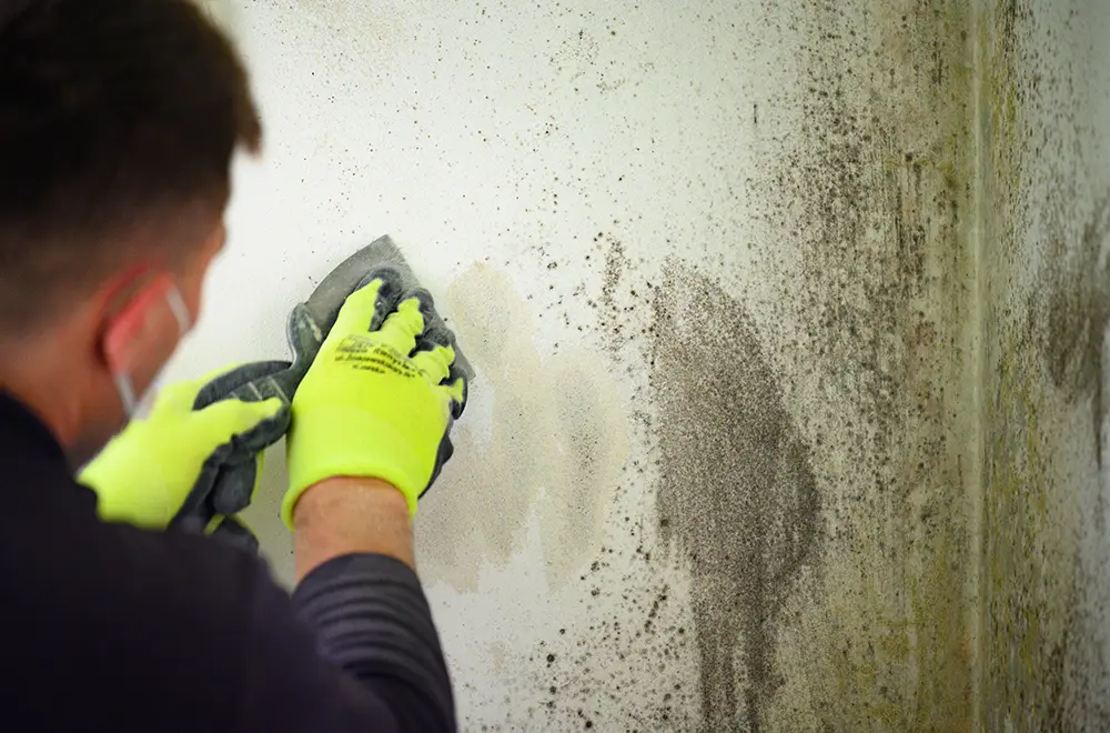 cleaning mold from a wall