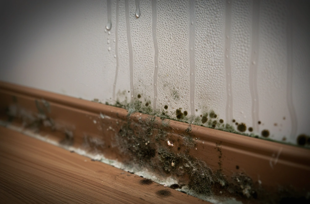 mold growing on a wall
