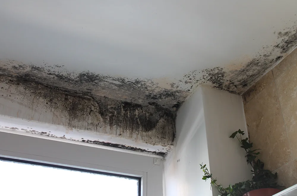 mold growing on the wall
