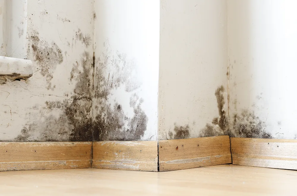 mold-on-the-wallas mold growing on the wall
