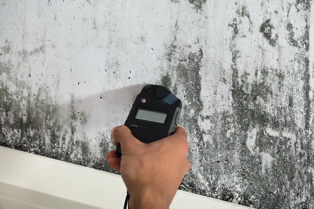 checking mold on the wall