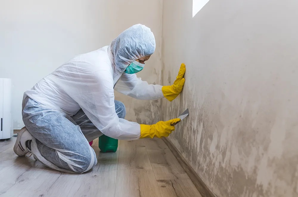 mold-removal-specialist man removing mold from a wall