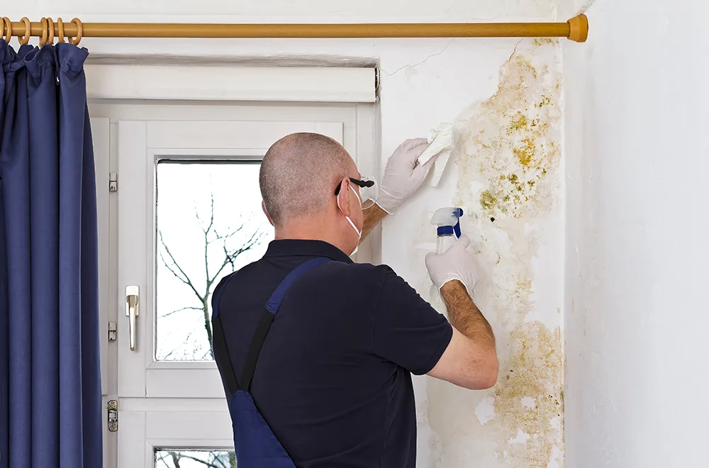 man inspecting mold on the wall