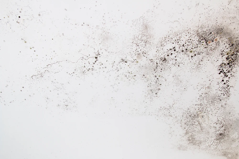 mold on a wall