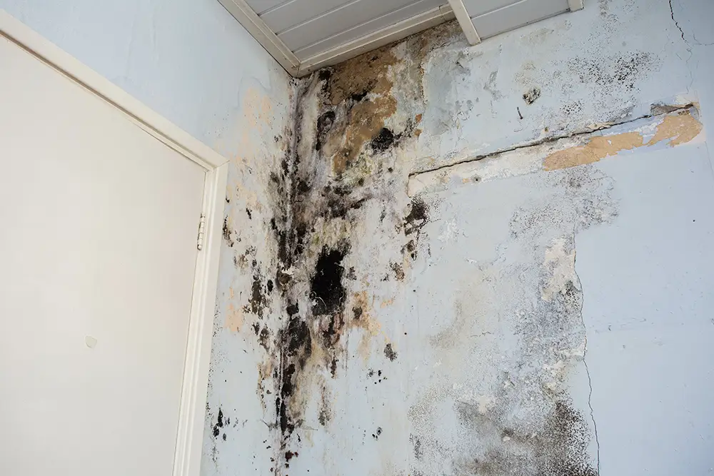 mold growing on the wall