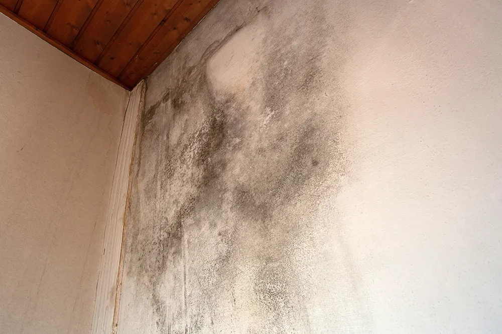 black mold on a wall